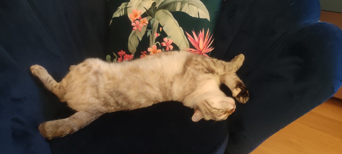 Robe snow, très claire, d'un Highlander