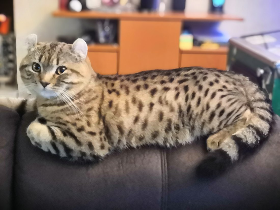 Highlander à la robe spotted tabby